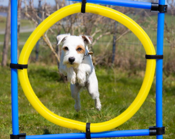 Hundesport - Agility