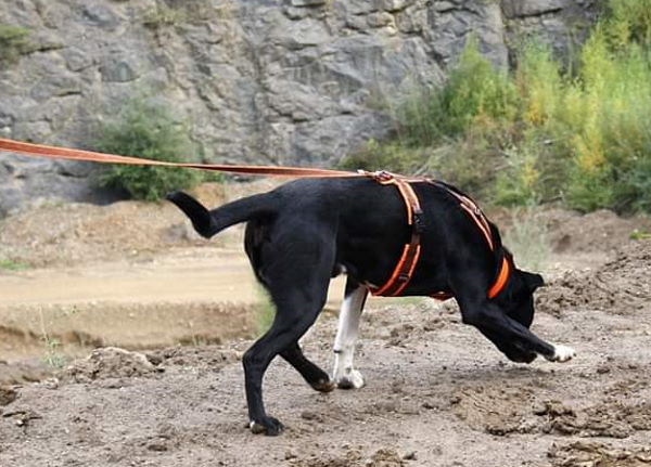 Hundesport - Fährtenarbeit