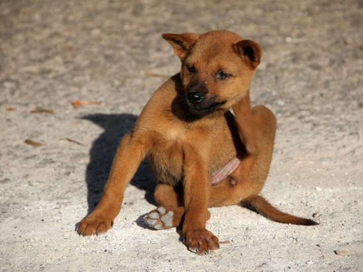 Futtermittelallergie beim Hund