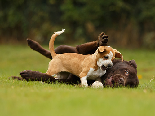 Hundeshop Bewertungen