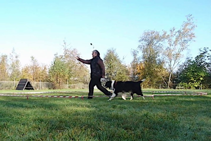 Hundesport - Longieren