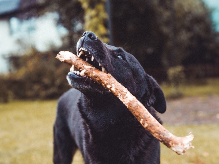 Mein Hund der Pubertiger