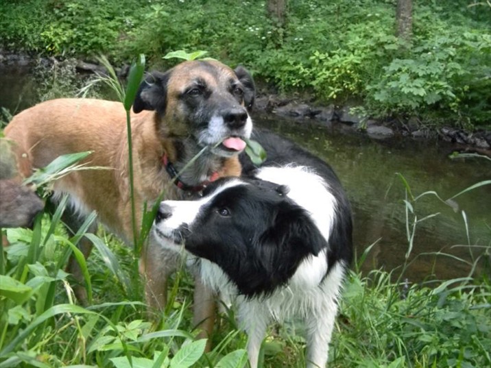 Warum fressen Hunde Gras? 