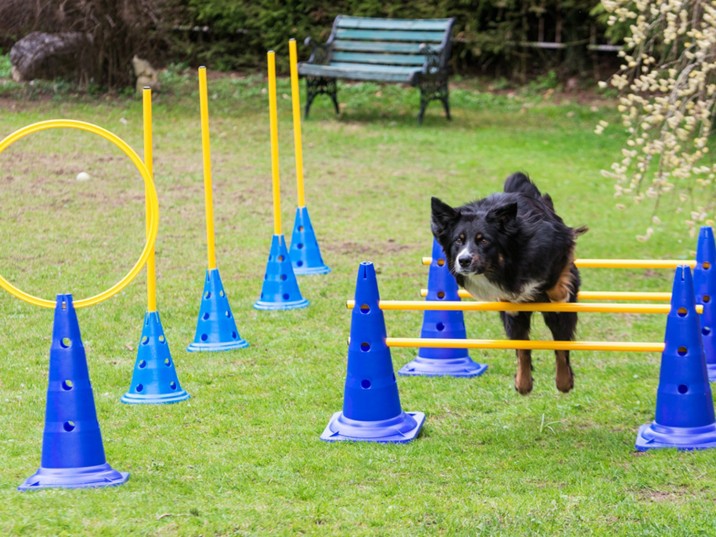 Mach deinen Hund glücklich