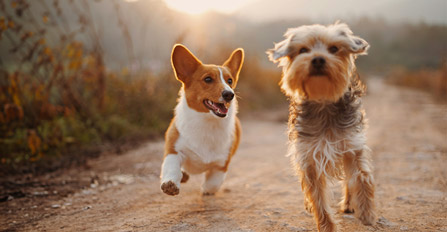 Besonderes für deinen Hund