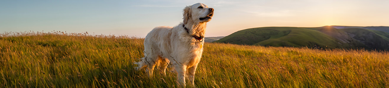 Hundezubehör