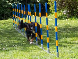 Hundesport Profi Agility Slalom