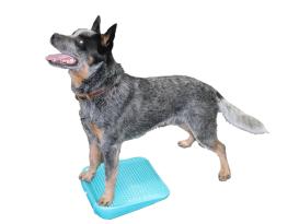 FitPAWS® Balance Ramp