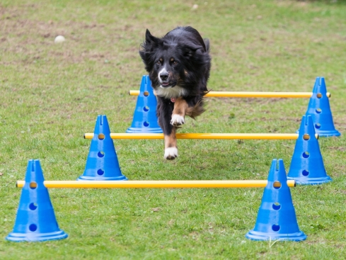 Dog Agility Pylonenhürde Kegelhürde 30 cm