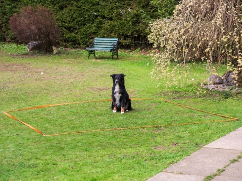 Obedience Boxband orange