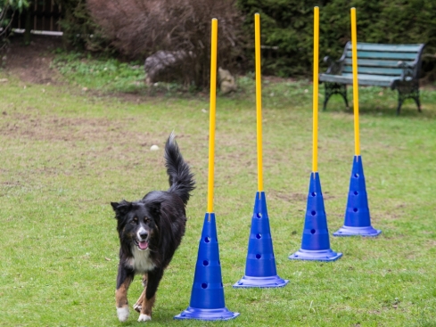 Dog Agility Slalomstange mit Stand-Pylone