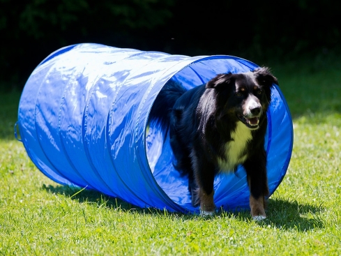 Dog Agility Tunnel 152 cm x 60 cm blau