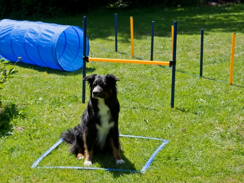 Dog Agility Set Profi