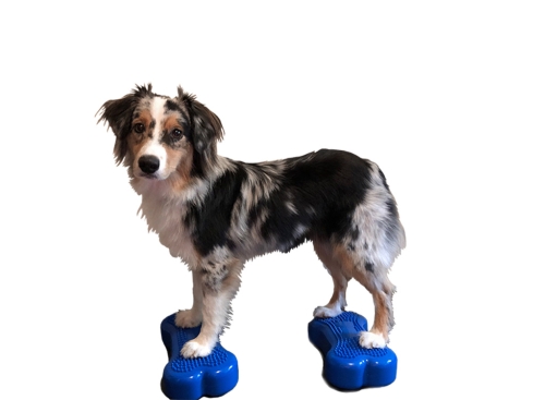 FitPAWS® K9 FITbone™ MINI 2-er Set