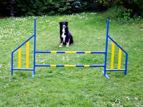 Hunde Profi Agility Hürde FCI konform