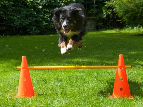 Dog Agility Pylonenhürde Kegelhürde 38 cm