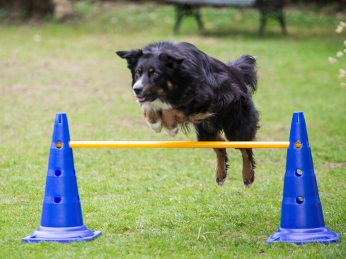 Dog Agility Pylonenhürde Kegelhürde 51 cm