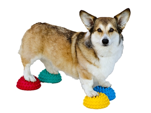 FitPAWS® Paw Pods Set