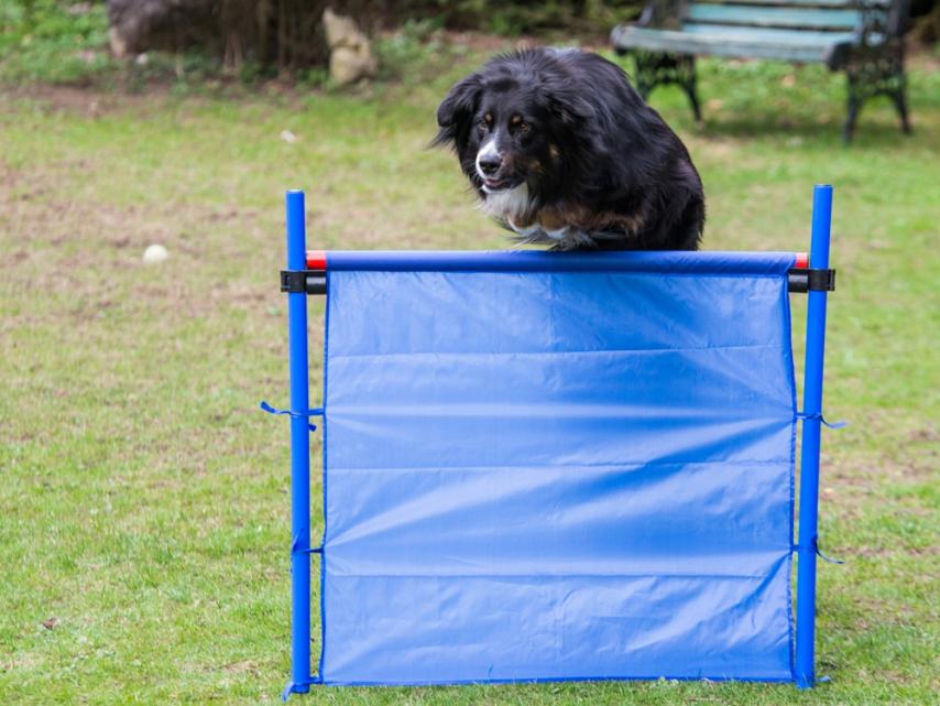 Obedience Sprunghürde mit Tragetasche 1