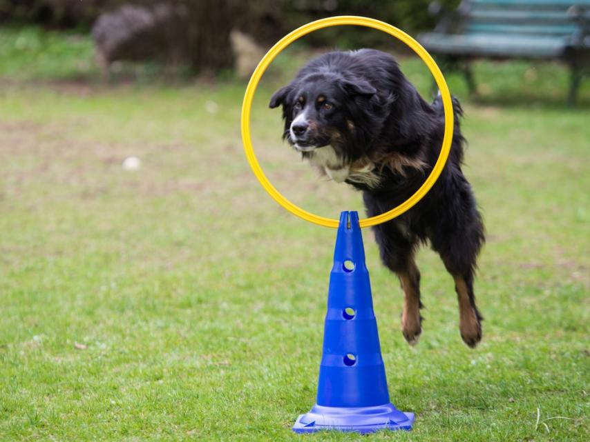 Dog Agility Sprungring mit Stand-Pylone 1