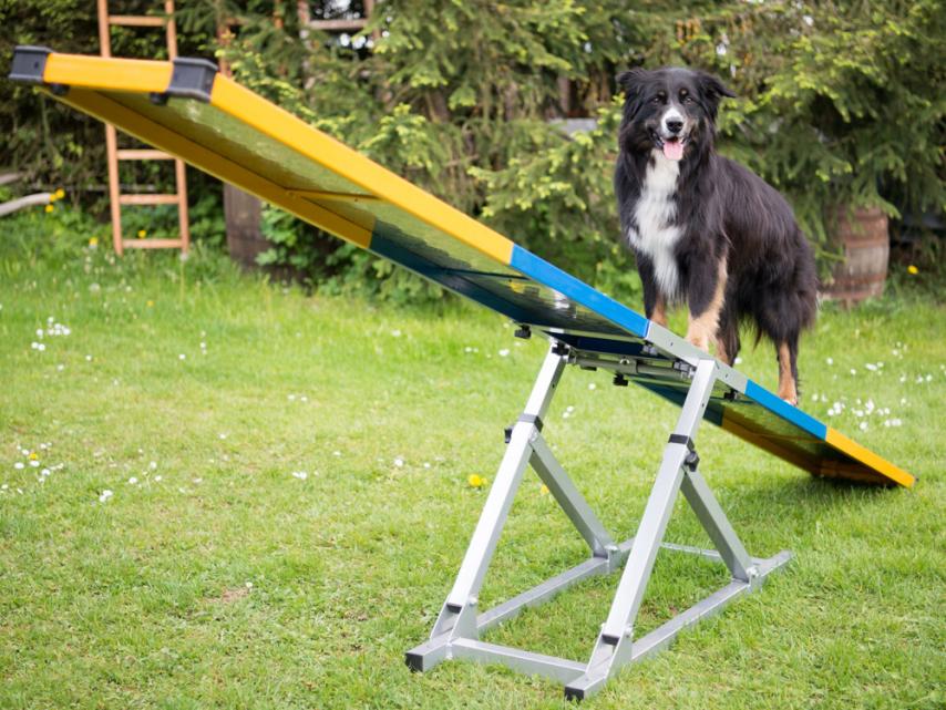 Hunde Profi Agility Turnier Wippe FCI konform 1