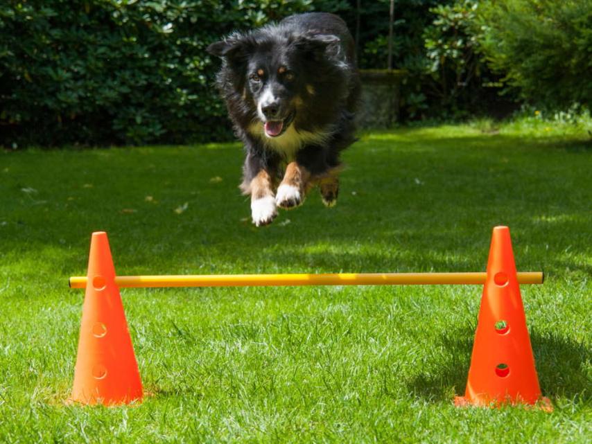 Dog Agility Pylonenhürde Kegelhürde 38 cm 1