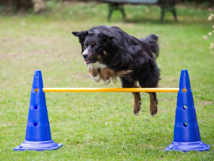 Dog Agility Pylonenhürde Kegelhürde 51 cm 1