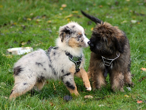 Hunter Hundegeschirr Divo blau/grau