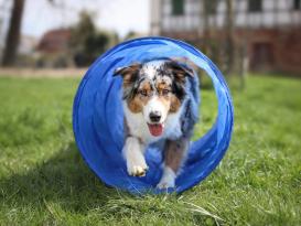 Dog Agility Tunnel 300 cm x 50 cm blau 2