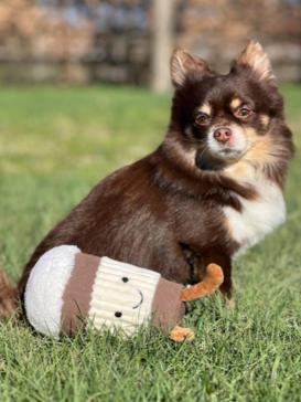 Plüschspielzeug Leka Eiscreme für Hunde Braun & Weiß 2