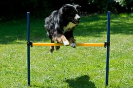 Dog Agility Set Starter 9-teilig 2