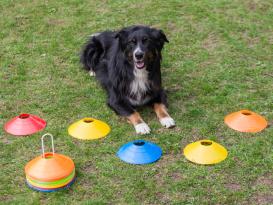 Markierungsteller aus dem Profi Hundetraining 2