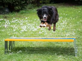 Hundesport Profi Agility Weitsprung-Hürde 2