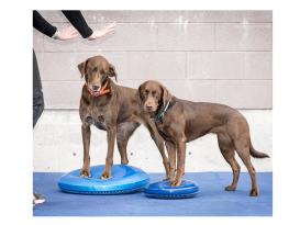 FitPAWS® Balance Disc blau 2