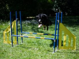 Hundesport Profi Agility 3-fach Hürde 2