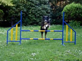 Hunde Profi Agility Hürde FCI konform 2