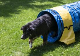 Hunde Profi Agility Tunnel FCI konform 2