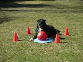 Dog Golf Spielset für Hunde 2