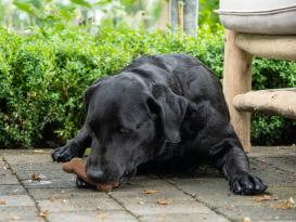 Bugbone Hundesnack mit Insektenprotein Large 2