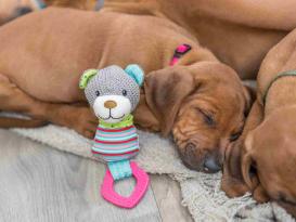 Hundespielzeug Junior Bär  mit Kauring für Welpen 2