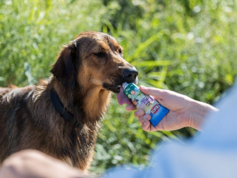 Veggiecreme für Hunde in der Tube