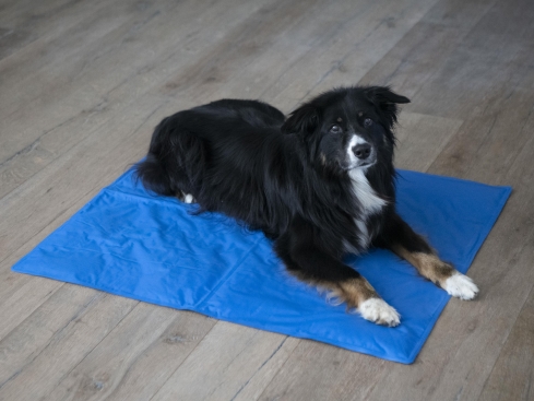 Hunde Kühlmatte SuperCool