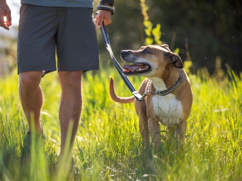 Ruffwear Chain Reaction™ Martingal Hundehalsband Blue Dusk