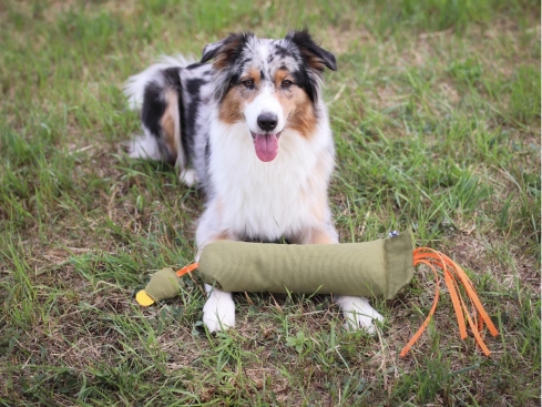 Großer Dummy Fasan für Hunde