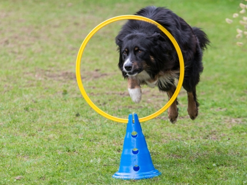 Dog Agility Sprungring mit Stand-Pylone