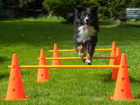 Dog Agility Pylonenhürde Kegelhürde 38 cm