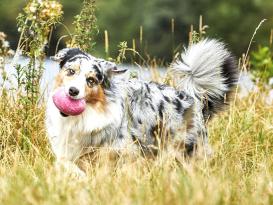 Wolters Straußenei Spielzeug für Hunde 3