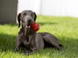 Kong Classic Kauspielzeug für Hunde 3