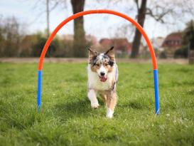 Hoopers Bogen Set aus Kunststoff mit Erdspießen 3