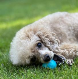 Moby Softbaits Soft kleiner Hundeball türkis 3